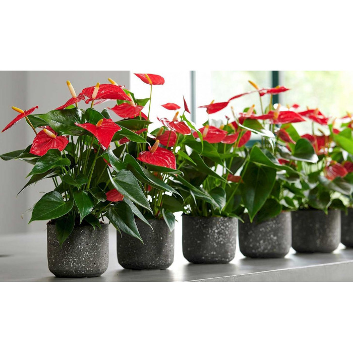 Антуриумы в Сарани