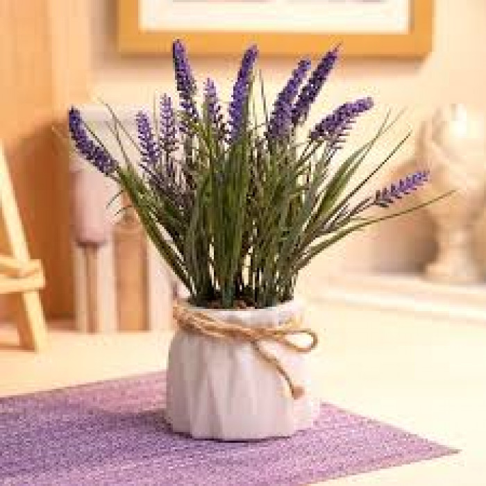 Лаванда в Сарани