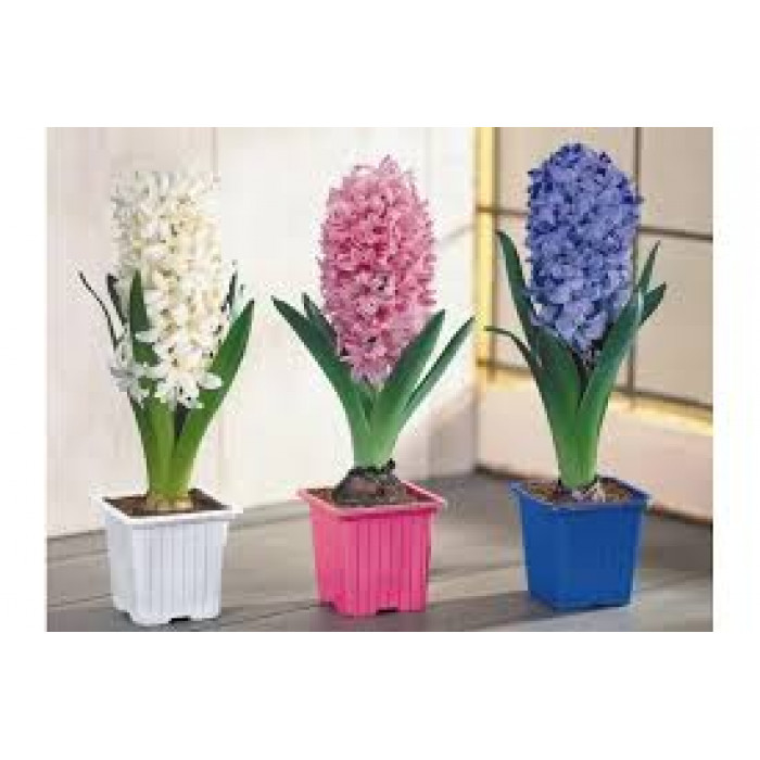 Гиацинты в Сарани