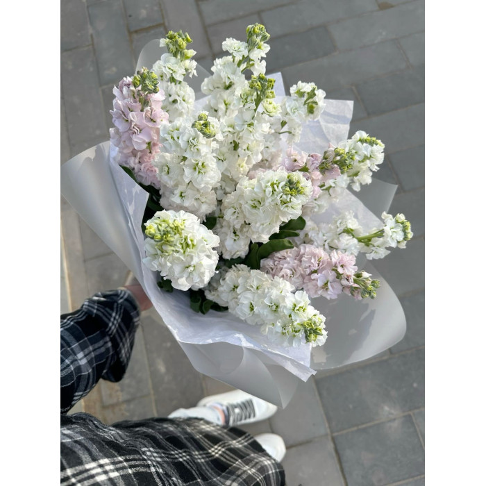 Маттиола в Сарани