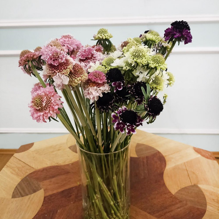 Скобиоза в Сарани