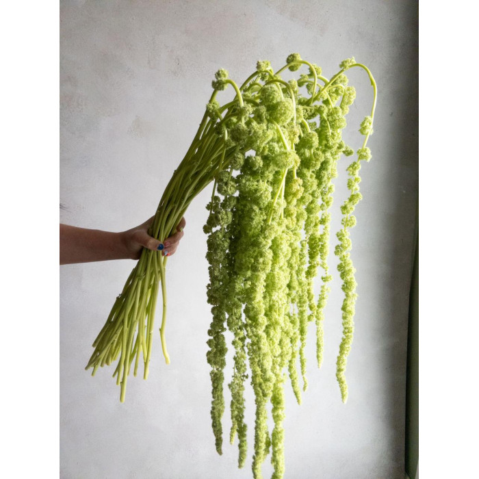 Амарантус в Сарани