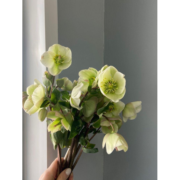 Хелеборус в Сарани