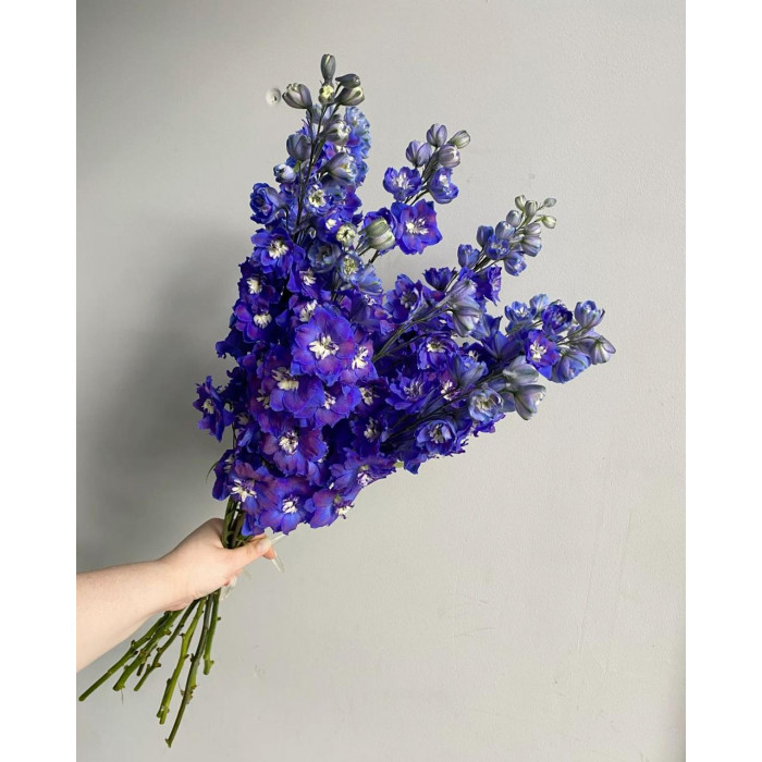 Делфиниум в Сарани