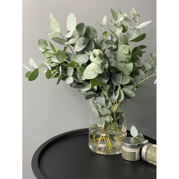 Эвкалипт в Сарани