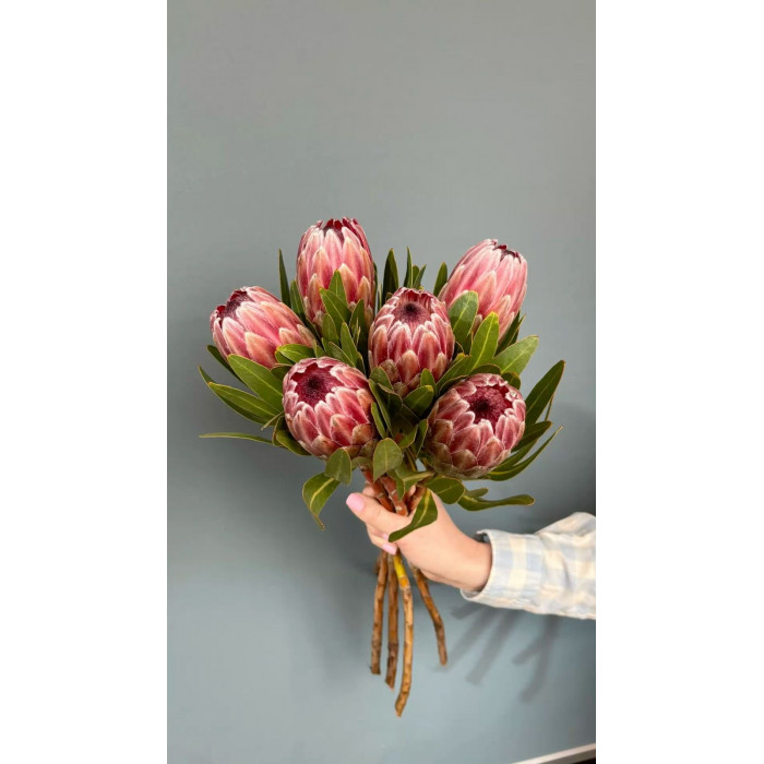 Протея в Сарани