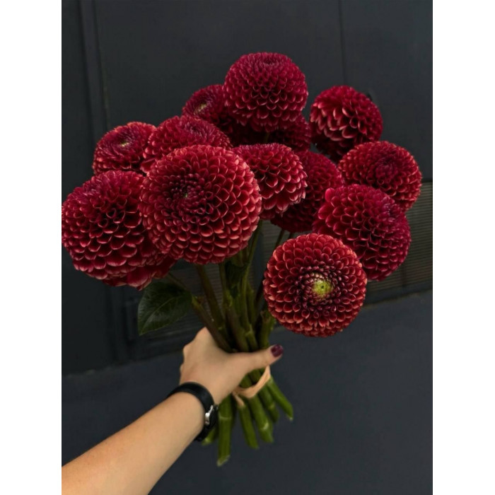 Георгины в Сарани