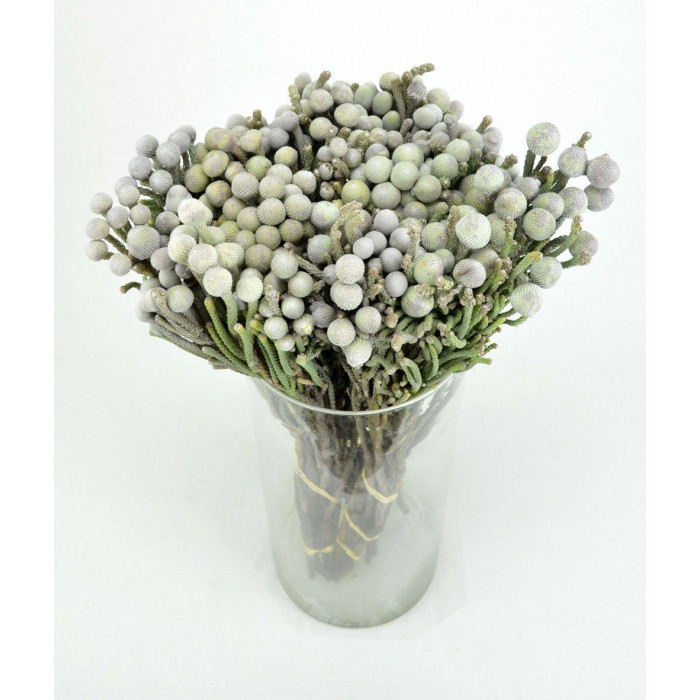 Бруния в Сарани