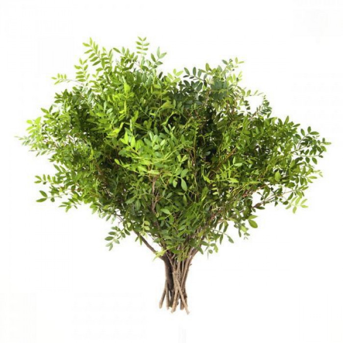 Писташ в Сарани