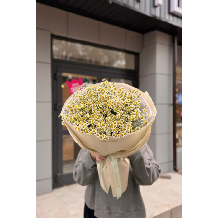 Танацетум в Сарани