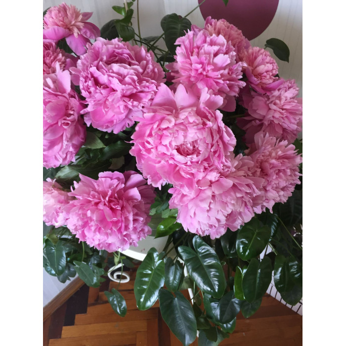 Пион древовидный в Сарани