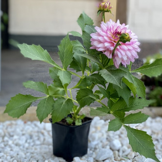 Розовый георгин