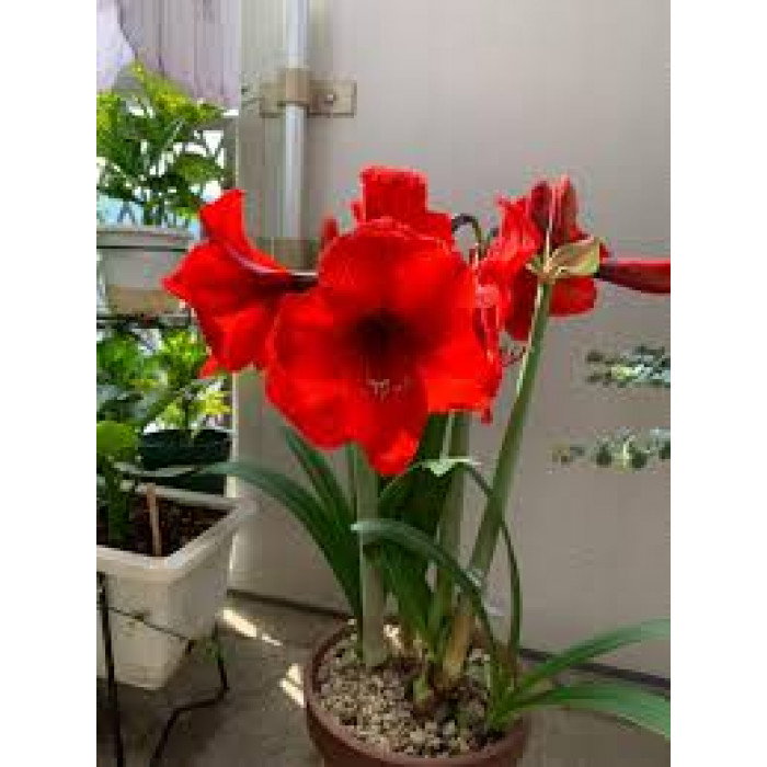 Амариллис в Сарани