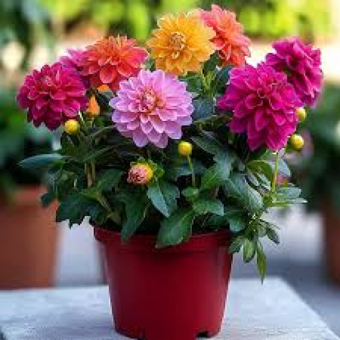 Георгины в Сарани