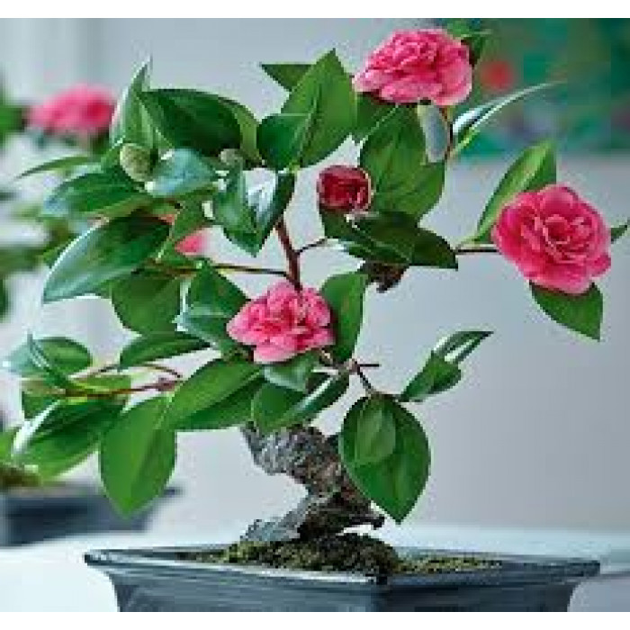 Камелия в Сарани