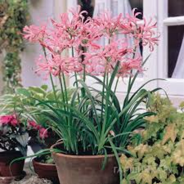 Нерине в Сарани