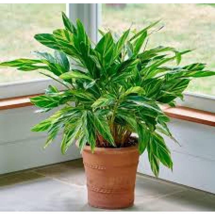 Альпиния в Сарани