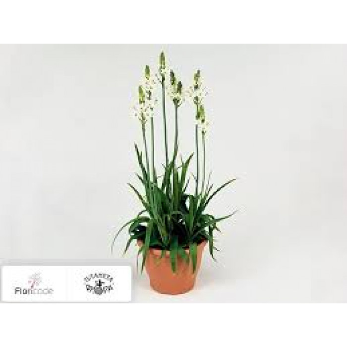 Орнитогалум в Сарани