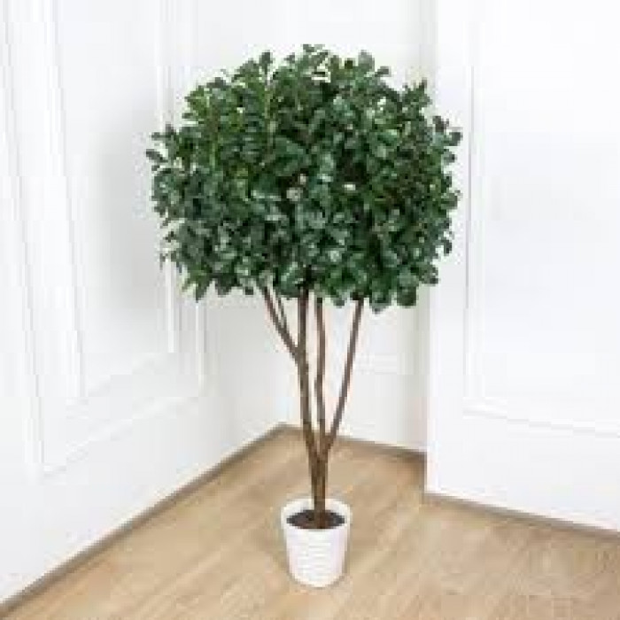 Рускус в Сарани